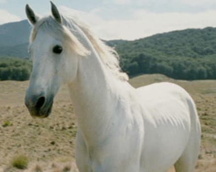 Scadufax